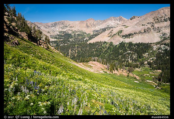 Basin with wildflowers, Huckleberry Trail. Jedediah Smith Wilderness,  Caribou-Targhee National Forest, Idaho, USA