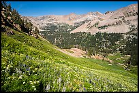Basin with wildflowers, Huckleberry Trail. Jedediah Smith Wilderness,  Caribou-Targhee National Forest, Idaho, USA ( color)