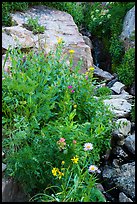 Wildflowers and stream, Huckleberry Trail. Jedediah Smith Wilderness,  Caribou-Targhee National Forest, Idaho, USA ( color)