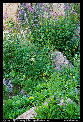 Wildflowers and rocks. Jedediah Smith Wilderness,  Caribou-Targhee National Forest, Idaho, USA (color)