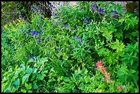 Multicolored wildflowers. Jedediah Smith Wilderness,  Caribou-Targhee National Forest, Idaho, USA ( color)