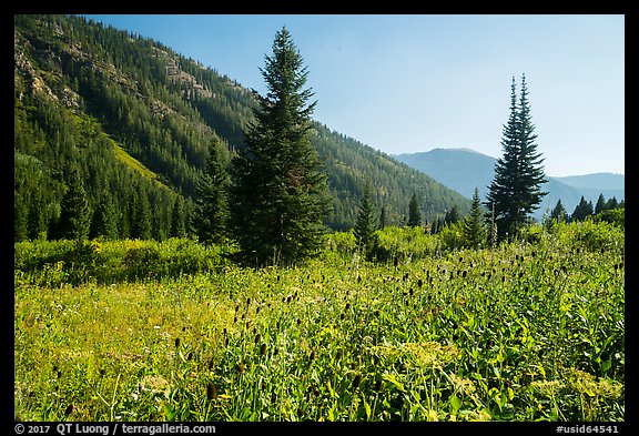 Meadow in late summer, Huckleberry Trail. Jedediah Smith Wilderness,  Caribou-Targhee National Forest, Idaho, USA