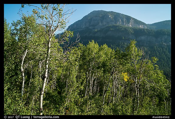Aspen and mountain in late summer, Huckleberry Trail. Jedediah Smith Wilderness,  Caribou-Targhee National Forest, Idaho, USA