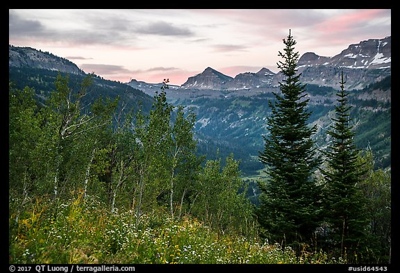 Wildflowers and valley and sunrise, Face Trail. Jedediah Smith Wilderness,  Caribou-Targhee National Forest, Idaho, USA