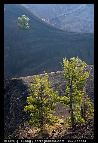 Limber pines in Big Craters. Craters of the Moon National Monument and Preserve, Idaho, USA (color)