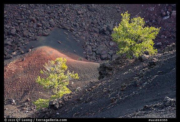 Limber pines with lava rocks and colorful cinder in Big Craters. Craters of the Moon National Monument and Preserve, Idaho, USA
