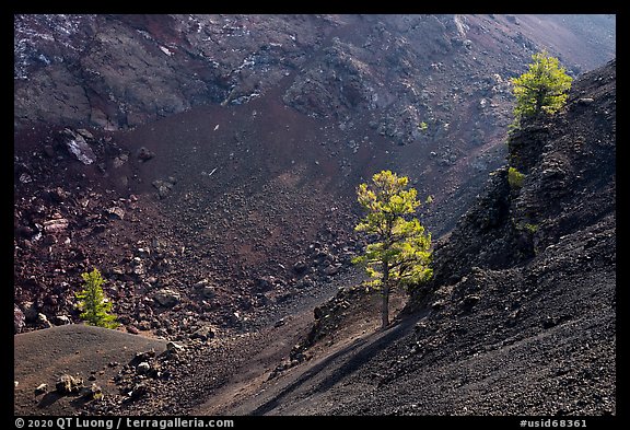 Pine trees growing inside cinder cone of Big Craters. Craters of the Moon National Monument and Preserve, Idaho, USA