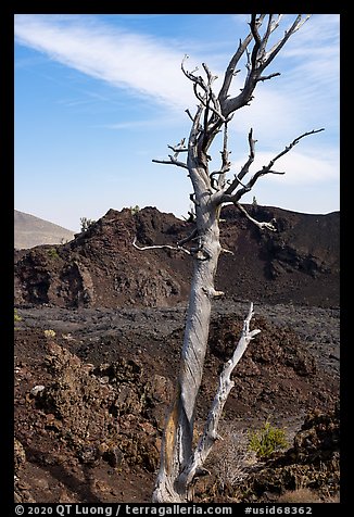 Tree skeleton and North Crater. Craters of the Moon National Monument and Preserve, Idaho, USA