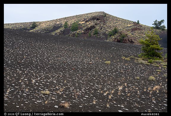 Evenly spaced dwarf buckwheat plants and Big Craters. Craters of the Moon National Monument and Preserve, Idaho, USA