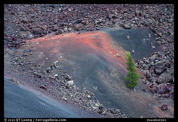 Pine tree, cinders and lava. Craters of the Moon National Monument and Preserve, Idaho, USA (color)