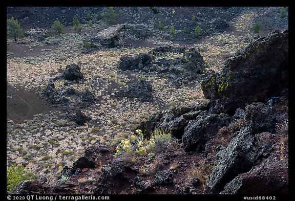 Flowers and dark lava rocks. Craters of the Moon National Monument and Preserve, Idaho, USA