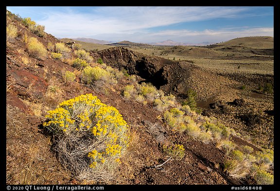 Sagebrush in bloom on Echo Crater. Craters of the Moon National Monument and Preserve, Idaho, USA