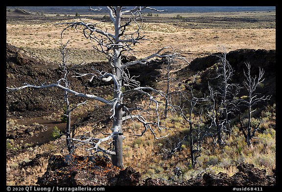 Tree skeletons, Echo Crater. Craters of the Moon National Monument and Preserve, Idaho, USA
