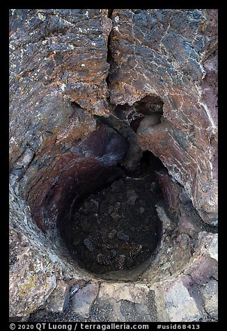 Hole left in lava rock by tree. Craters of the Moon National Monument and Preserve, Idaho, USA