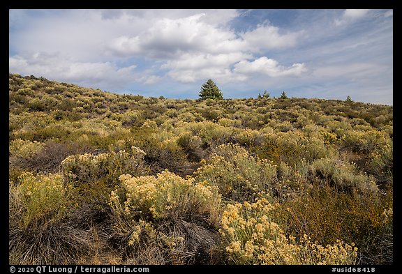 Sage and pines. Craters of the Moon National Monument and Preserve, Idaho, USA