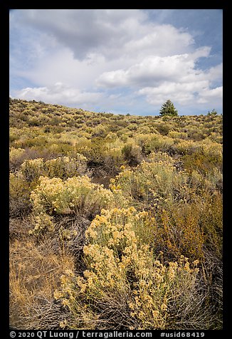 Sagebrush and pine tree. Craters of the Moon National Monument and Preserve, Idaho, USA