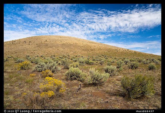 Rabbitbrush and Bear Den Butte. Craters of the Moon National Monument and Preserve, Idaho, USA