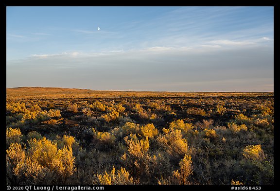 Sagebrush and moon near Wapi Park. Craters of the Moon National Monument and Preserve, Idaho, USA