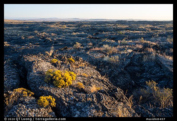 Flowers on Wapi Flow at sunrise. Craters of the Moon National Monument and Preserve, Idaho, USA (color)