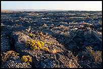 Flowers on Wapi Flow at sunrise. Craters of the Moon National Monument and Preserve, Idaho, USA ( color)