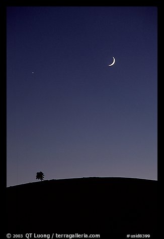 Tree on cinder cone curve, crescent moon, Craters of the Moon National Monument. Idaho, USA