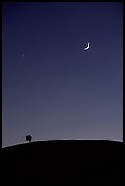 Tree on cinder cone curve, crescent moon. Craters of the Moon National Monument and Preserve, Idaho, USA ( color)