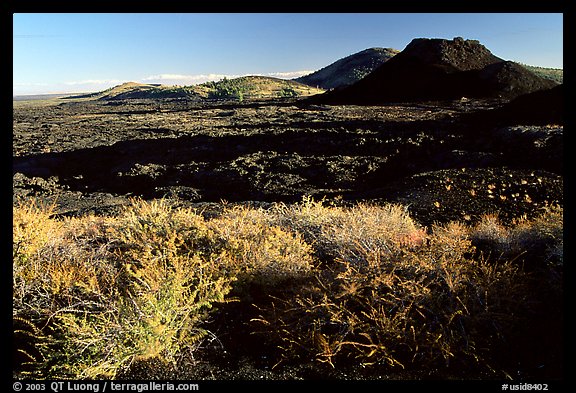 Brush in lava field, Craters of the Moon National Monument. Idaho, USA
