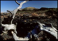 Tree skeleton and lava field, Craters of the Moon National Monument. Idaho, USA (color)