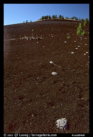 Shrubs growing in cinder, Craters of the Moon National Monument. Idaho, USA