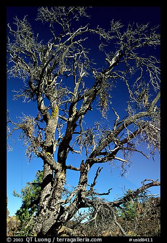 Tree skeleton. Craters of the Moon National Monument and Preserve, Idaho, USA (color)