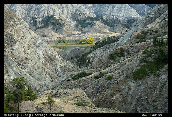 Badlands and cottonwoods in autumn foliage. Upper Missouri River Breaks National Monument, Montana, USA (color)