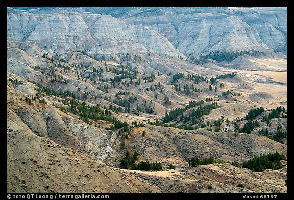 Conifers and badlands. Upper Missouri River Breaks National Monument, Montana, USA (color)