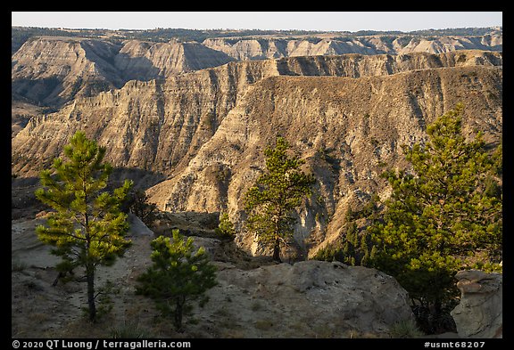 Pine trees and ridges of badlands. Upper Missouri River Breaks National Monument, Montana, USA