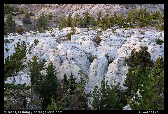 Sandstone pinnacles and pine trees. Upper Missouri River Breaks National Monument, Montana, USA