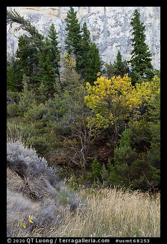 Vegetation in autumn at the base of cliff, Neat Coulee. Upper Missouri River Breaks National Monument, Montana, USA