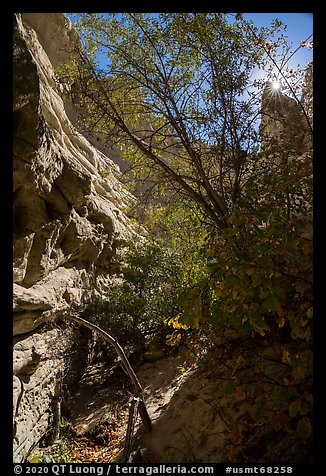 Tree in Neat Coulee slot canyon. Upper Missouri River Breaks National Monument, Montana, USA (color)
