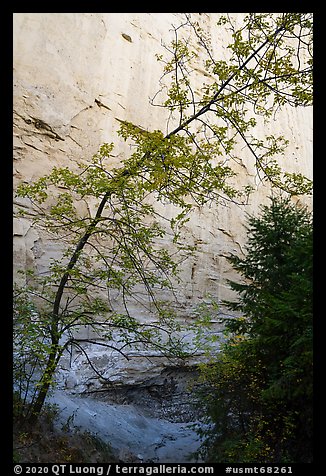 Tree and sandstone walls, Neat Coulee. Upper Missouri River Breaks National Monument, Montana, USA (color)