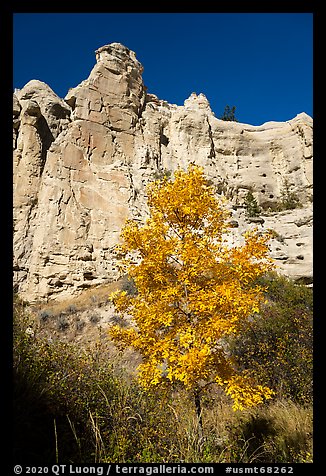 Tree in fall foliage in Neat Coulee canyon. Upper Missouri River Breaks National Monument, Montana, USA (color)