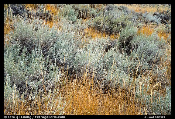 Close up of grasses and shrubs. Upper Missouri River Breaks National Monument, Montana, USA