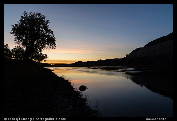 Cottonwood tree and cliffs at sunrise. Upper Missouri River Breaks National Monument, Montana, USA (color)