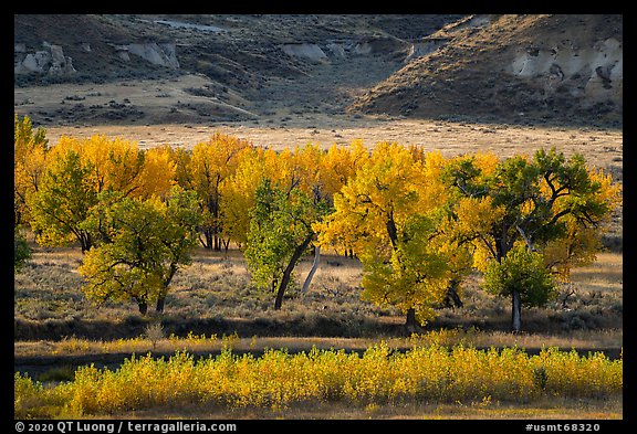 Cottonwood trees in autumn foliage. Upper Missouri River Breaks National Monument, Montana, USA (color)