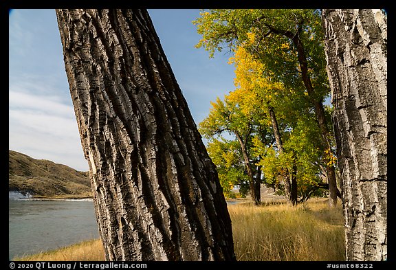 Cottonwood tree trunks. Upper Missouri River Breaks National Monument, Montana, USA (color)