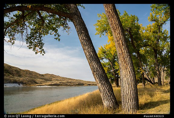 Mature cottonwood trees. Upper Missouri River Breaks National Monument, Montana, USA (color)