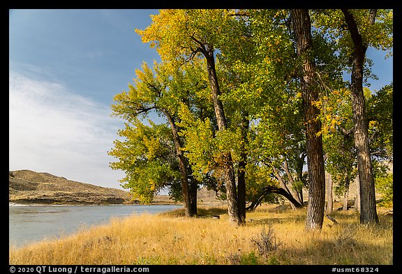 Grove of cottonwood trees in autumn. Upper Missouri River Breaks National Monument, Montana, USA