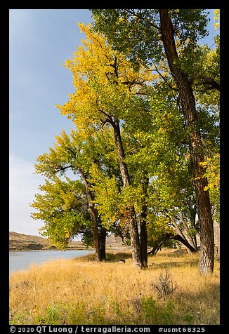 Grasses and cottonwood trees in the fall. Upper Missouri River Breaks National Monument, Montana, USA (color)