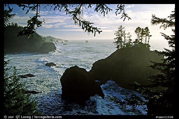 Coastline and trees, late afternoon, Samuel Boardman State Park. Oregon, USA (color)