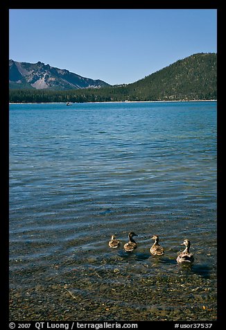 Ducks on shore of East Lake. Newberry Volcanic National Monument, Oregon, USA (color)