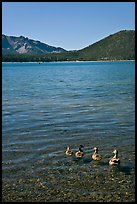 Ducks on shore of East Lake. Newberry Volcanic National Monument, Oregon, USA (color)