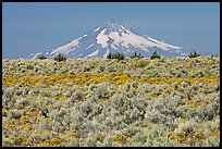Mt Hood above sagebrush-covered plateau. Oregon, USA ( color)