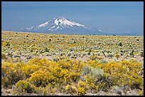 Sagebrush desert and Mt Hood. Oregon, USA ( color)